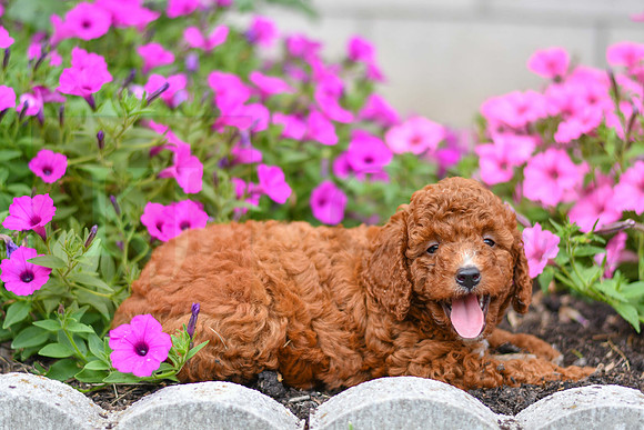 Karl_M_0124_AKC Poodle-5