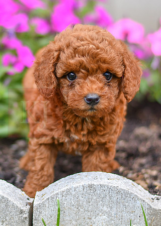 Kelsie_F_0122_AKC Poodle-1