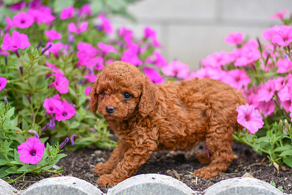 Kelsie_F_0122_AKC Poodle-3