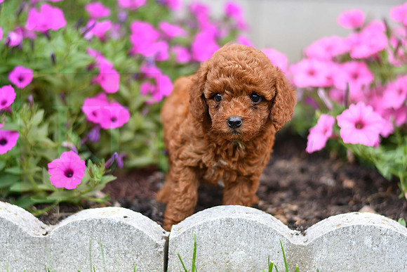 Kelsie_F_0122_AKC Poodle-2