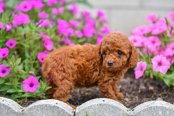 Kelsie_F_0122_AKC Poodle-4