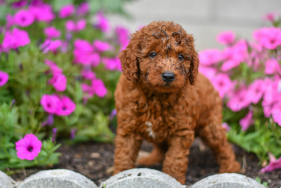 Kory_M_0123_AKC Poodle-1