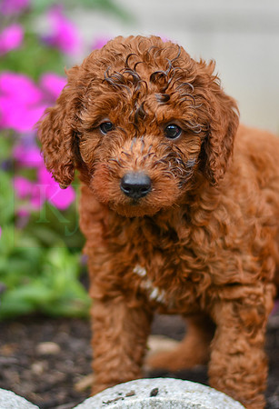 Kory_M_0123_AKC Poodle-2