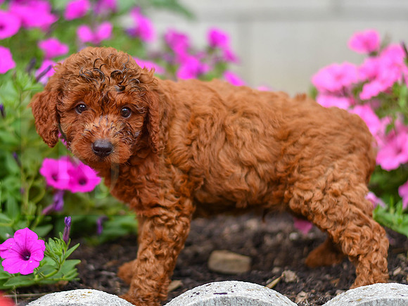 Kory_M_0123_AKC Poodle-3
