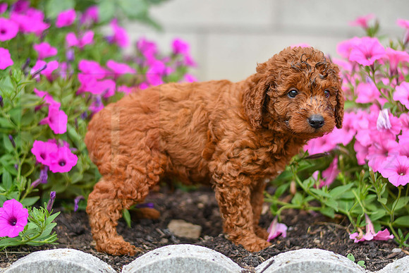 Kory_M_0123_AKC Poodle-4
