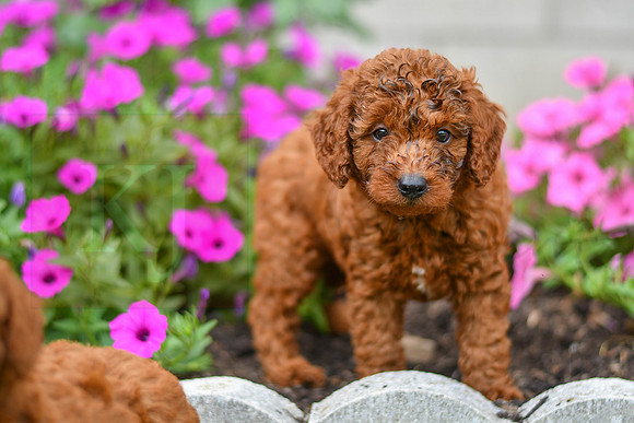 Kory_M_0123_AKC Poodle-5