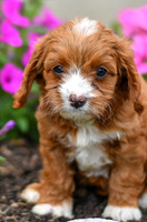 Lemon_F_0137_Cavapoo-2