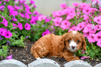 Lemon_F_0137_Cavapoo-4