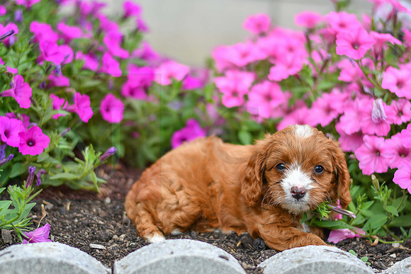 Lemon_F_0137_Cavapoo-4