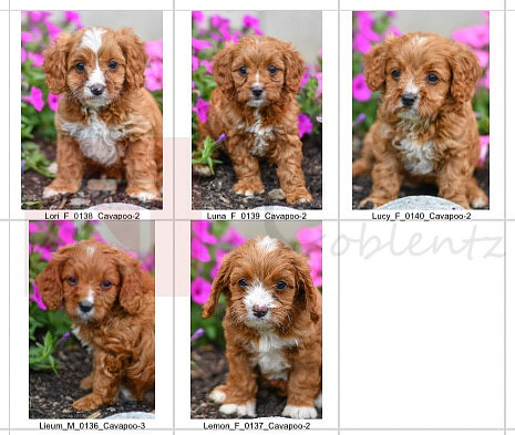 06.05.23 Cavapoos Litter Photo