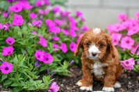 Lemon_F_0137_Cavapoo-1