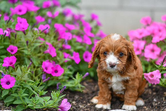 Lemon_F_0137_Cavapoo-1