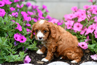 Lemon_F_0137_Cavapoo-3