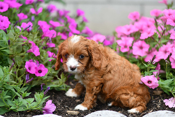 Lemon_F_0137_Cavapoo-3