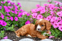 Lemon_F_0137_Cavapoo-5