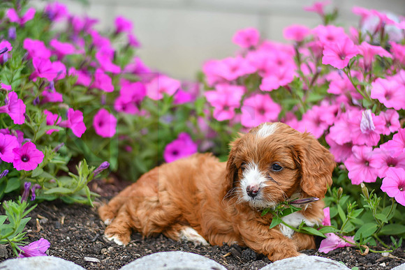 Lemon_F_0137_Cavapoo-5