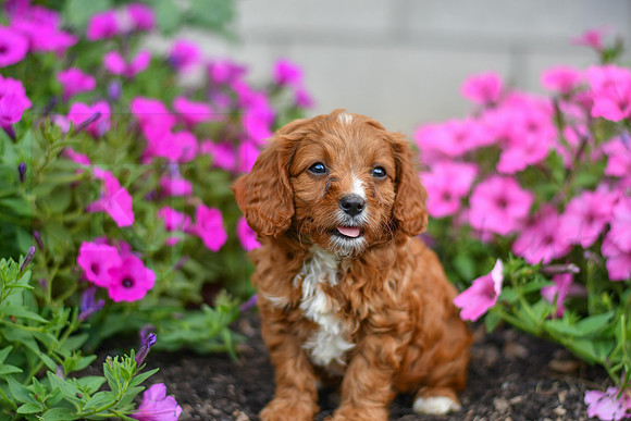 Lieum_M_0136_Cavapoo-1