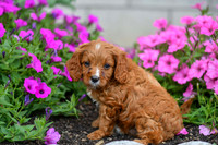 Lieum_M_0136_Cavapoo-2