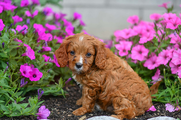 Lieum_M_0136_Cavapoo-2