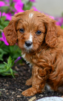 Lieum_M_0136_Cavapoo-3