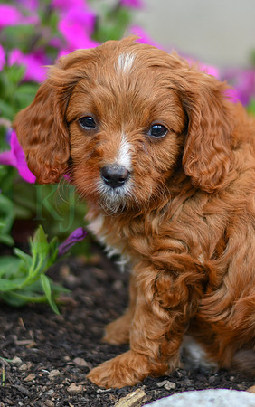 Lieum_M_0136_Cavapoo-3