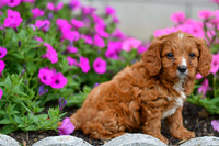Lieum_M_0136_Cavapoo-4