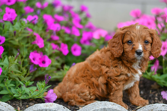 Lieum_M_0136_Cavapoo-4