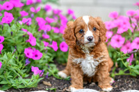 Lori_F_0138_Cavapoo-1