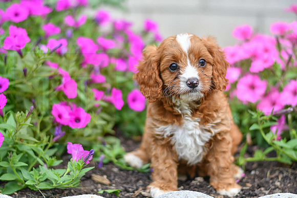 Lori_F_0138_Cavapoo-1