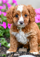 Lori_F_0138_Cavapoo-2