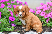 Lori_F_0138_Cavapoo-3