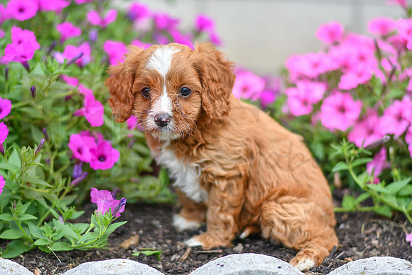 Lori_F_0138_Cavapoo-3