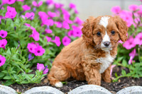 Lori_F_0138_Cavapoo-4