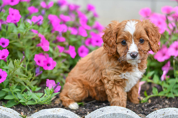 Lori_F_0138_Cavapoo-4