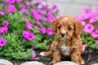 Lucy_F_0140_Cavapoo-1