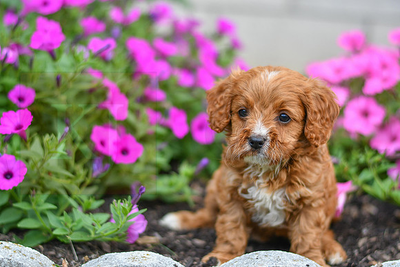 Lucy_F_0140_Cavapoo-1