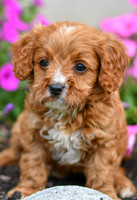 Lucy_F_0140_Cavapoo-2