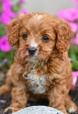 Lucy_F_0140_Cavapoo-2