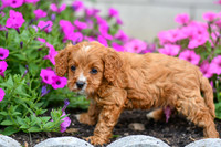 Lucy_F_0140_Cavapoo-3