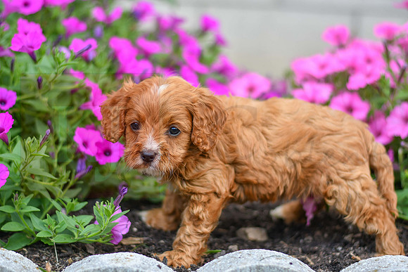 Lucy_F_0140_Cavapoo-3