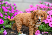 Lucy_F_0140_Cavapoo-4