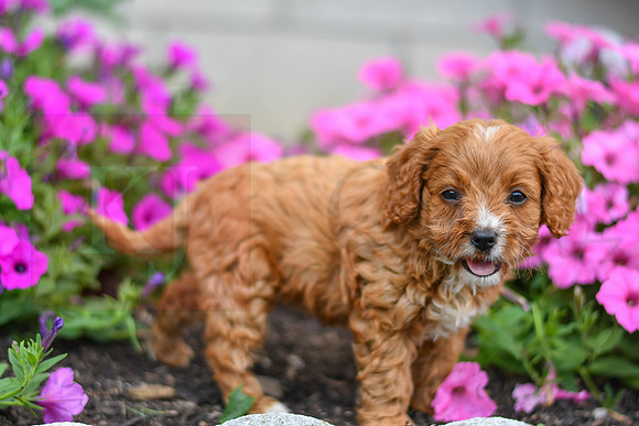 Lucy_F_0140_Cavapoo-4