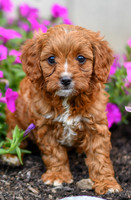 Luna_F_0139_Cavapoo-2