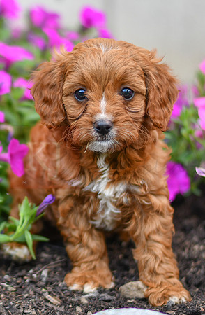 Luna_F_0139_Cavapoo-2