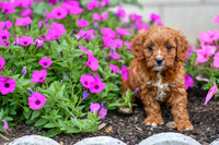 Luna_F_0139_Cavapoo-1