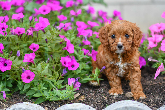 Luna_F_0139_Cavapoo-1
