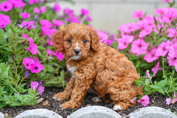 Luna_F_0139_Cavapoo-3