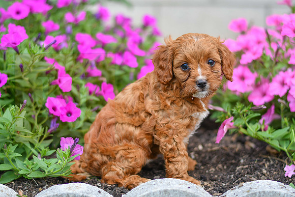 Luna_F_0139_Cavapoo-4