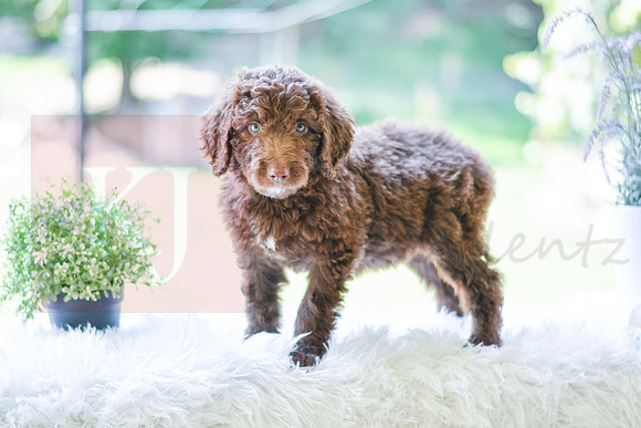 Malcom_M_0021_Aussiedoodle-3