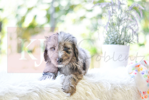 Maverick_M_0030_Aussiedoodle-2